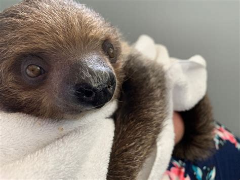 honey sloth